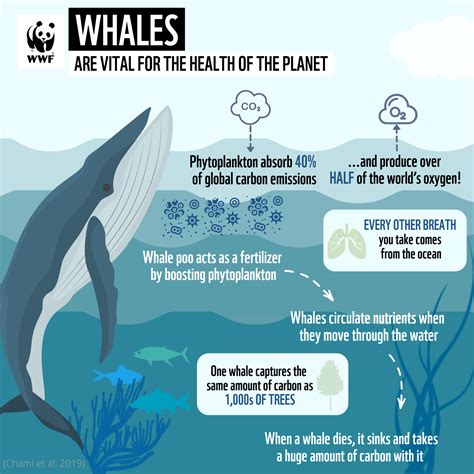 who protects whales